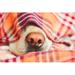 Ebern Designs Dog Under the Blanket by Chalabala - Wrapped Canvas Photograph Canvas | 8 H x 12 W x 1.25 D in | Wayfair