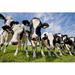 Gracie Oaks Herd of Curious Cows - Wrapped Canvas Photograph Canvas | 20 H x 30 W x 1.25 D in | Wayfair 145BF216C7C749DF97728E8ADE337C56