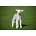 Ebern Designs Lamb by Antoninapotapenko - Wrapped Canvas Photograph Canvas | 8 H x 12 W x 1.25 D in | Wayfair 2928D980133B40CDA20CC299D956A04F