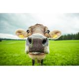 Gracie Oaks Cows - Wrapped Canvas Photograph Canvas | 8 H x 12 W x 1.25 D in | Wayfair 2CFED7C988C74BE594A7838E84EBFD9D