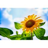 Gracie Oaks Sunflower in Full Bloom w/ Blue Sky - Wrapped Canvas Photograph Canvas | 20 H x 30 W x 1.25 D in | Wayfair