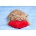 Ebern Designs Little Cat Sleeping on the Red Heart-Shaped Pillow by Vvvita - Wrapped Canvas Photograph Metal | 32 H x 48 W x 1.25 D in | Wayfair