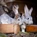 Gracie Oaks Young Rabbits Popping out of a Hutch - Wrapped Canvas Photograph Canvas | 12 H x 12 W x 1.25 D in | Wayfair