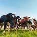 Gracie Oaks Curious Dutch Milk Cows - Wrapped Canvas Photograph Canvas | 12 H x 12 W x 1.25 D in | Wayfair 3FD58FF2B9B746FE889B357472B7CF0E