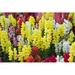 Ebern Designs A Field of Snap Dragon Flowers - Wrapped Canvas Photograph Metal | 32 H x 48 W x 1.25 D in | Wayfair C680201F51C54094914BA141E9114106