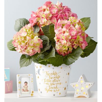 1-800-Flowers Everyday Gift Delivery Twinkle Twink...