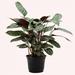American Plant Exchange Ctenanthe Exotica, Calathea Prayer Plant, 6-Inch Pot, Live Striped Houseplant in Black | 16 H x 4 D in | Wayfair