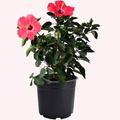 American Plant Exchange Hibiscus Seminole Pink Bloom, Large Tropical Live Plant, 10-Inch Pot, Landscape & Houseplant W/Direct Light in Black | Wayfair