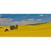 Latitude Run® Red Barn In Canola Field Eastern Washington Poster Print By Darrell Gulin (24 X 18) # US48DGU1650 Paper in Green | Wayfair