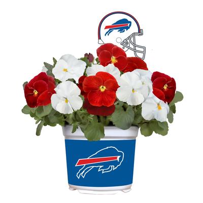 Buffalo Bills Cool Weather Flower Mix