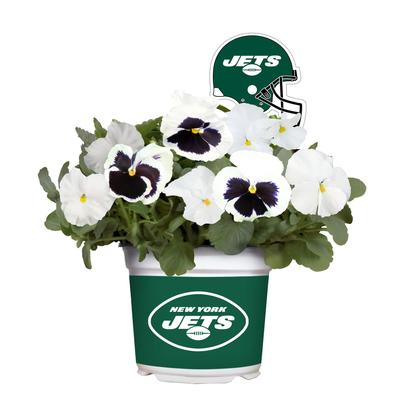 New York Jets Cool Weather Flower Mix