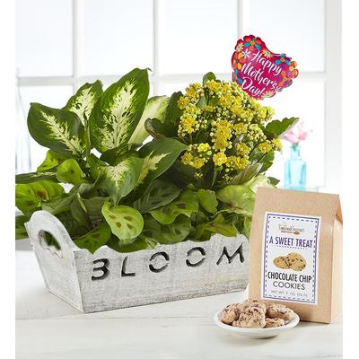1-800-Flowers Seasonal Gift Delivery Bloom Dish Garden For Mom W/ Cookies