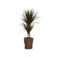 Zimmerpflanze »Dracaena Bicolor« mit Topf