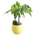 Baocc Gardening Tools Mini Colourful Round Flower Pots Home Office Decor Planter Flower Pots