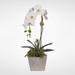Jenny Silks Real Touch White Orchid with Succulents in a Stone Pot