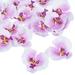 Uxcell 3.5 Artificial Silk Phalaenopsis Orchid Flower Heads for DIY Wedding Decor White Purple 20 Pack