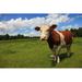 Gracie Oaks Cow by Jh-Photo - Wrapped Canvas Photograph Canvas | 8 H x 12 W x 1.25 D in | Wayfair 98361C94956443A5B546CFB7E874886A