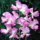 25 Organic Seeds Gwendoline One Of Most Beautiful Sweet Peas Duftwicke Samen Somen Zaad Zaden Semi Sementi Sementes Siemenet Graines Nasiona