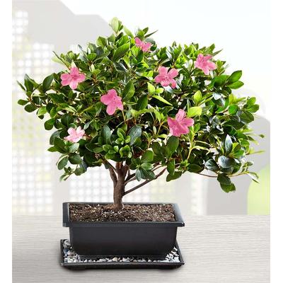 1-800-Flowers Plant Delivery Azalea Bonsai Large Plant