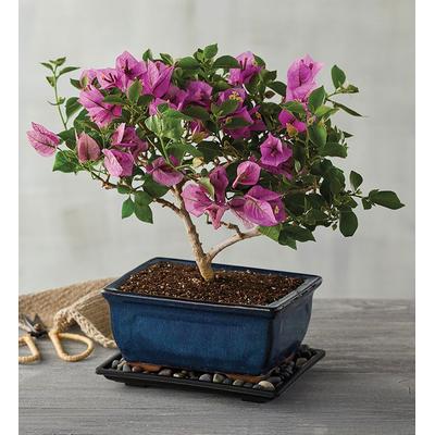 1-800-Flowers Plant Delivery Bougainvillea Bonsai | Happiness Delivered To Their Door