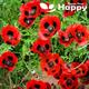 Poppy Ladybird - Papaver Commutatum Lady Bird 3 000 Seeds Awarded Variety