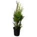 American Plant Exchange Green Giant Arborvitae, Thuja Evergreen Shrub, Live Outdoor Plant, 6" Pot, Hedge & Privacy Plant in Black | Wayfair