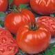 Tomato Plants - Beefsteak - 6 x Full Plants in 9cm Pots - Garden Ready + Ready to Plant - Premium Quality Plants