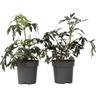 Sambucus nigra 'Black Lace' - Set de 4 - Pot 17cm - Hauteur 25-40cm