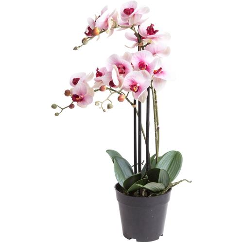 "Kunstorchidee BOTANIC-HAUS ""Orchidee Bora"" Kunstpflanzen Gr. Ø/H: 35 cm x 60 cm, 1 St., beige (creme, pink) Kunst-Orchideen"