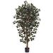 6' Capensia Ficus Artificial Tree with Black Pot