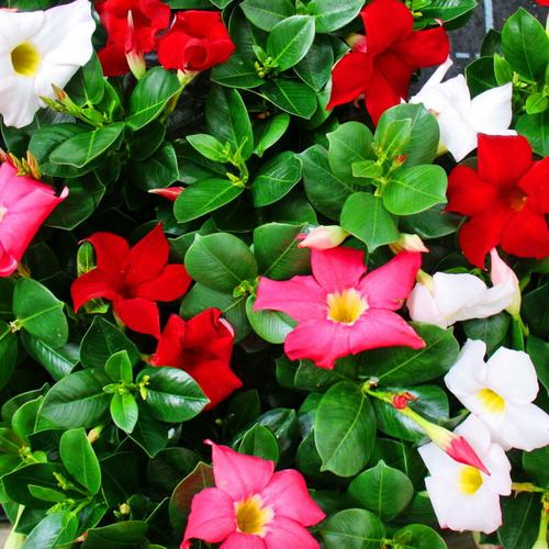 Exotenherz - Dipladenia - Chilenischer Jasmin - 10cm Topf - Set mit 3 Pflanzen - Farb-Mix