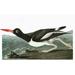 Audubon: Oystercatcher. /Namerican Oystercatcher (Haematopus Palliatus). Engraving After John James Audubon For His Birds Of America