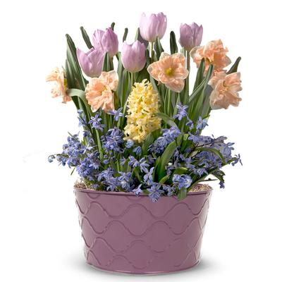 Flowers - Perfect Pastel Spring Bulb Garden