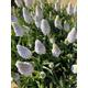 Pale Blue Muscari or Grape Hyacinth Bulbs 'Babys Breath' (Free UK Postage)