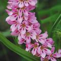 Francoa sonchifolia 'Pink Giant' - Seeds