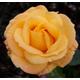 1 x Arthur Bell Floribunda Rose Bush 3ltr Pot