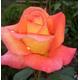 1 x Dawn Chorus Hybrid Tea Rose Bush 3ltr Pot