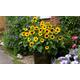 Helianthus Sunflower SunBelievable Brown-Eyed Girl Plant, Three