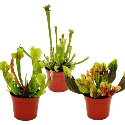 Schlauchpflanzen-Trio - 3 verschiedene Sarracenia-Pflanzen im Set - Fleischfressende Pflanzen - 9cm