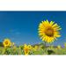 Gracie Oaks Sunflower w/ Blue Sky by Naimage - Wrapped Canvas Photograph Canvas | 8 H x 12 W x 1.25 D in | Wayfair C2B78A4341C54A9ABEB6F6BE508ECDF4