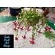 OOAK Fushia Basket ~ Dolls House Miniatures ~ 12th Scale ~ Cold Porcelain Flowers-Miniature Flower - Dollhouse Flower- Jennifer Khan