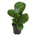 Altman Specialty Plants 4in Fiddle Leaf Fig Plant in Plastic Nursery Pot | 4 H x 6 D in | Wayfair 0880016