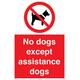 Schild mit Aufschrift "No dogs except aid dogs", 400 x 600 mm, A2P