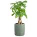 Costa Farms 16" Live Money Tree Plant in Planter in Green | 16 H x 6 D in | Wayfair S-PAC-P-CCS-01-WF