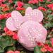 Disney Bags | Disney Minnie Mouse X Danielle Nicole 3d Head Bag | Color: Pink/White | Size: Os