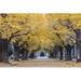 Ebern Designs Autumn Gingkoes Trees - Wrapped Canvas Photograph Canvas in Black/Yellow | 20 H x 30 W x 1.25 D in | Wayfair