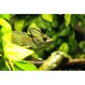 Ebern Designs Chameleon by Lunabe - Wrapped Canvas Photograph Canvas in Brown/Green | 8 H x 12 W x 1.25 D in | Wayfair