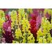 Ebern Designs Snap Dragon (Antirrhinum Majus) by Joloei - Wrapped Canvas Photograph Canvas in Green/Red/Yellow | 8 H x 12 W x 1.25 D in | Wayfair