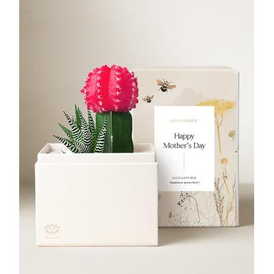 Send Flowers - Lula's Garden Mother's Day Ros Succulent Garden