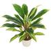 Northlight Seasonal 25" Green & Red Artificial Dracaena Plant in a Cream White Pot Plastic | 25 H x 22 W x 22 D in | Wayfair 32036524